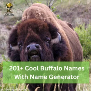 Cool Buffalo Names With Name Generator