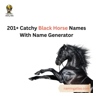 Catchy Black Horse Names With Name Generator