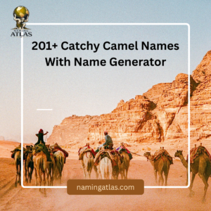 Catchy Camel Names With Name Generator