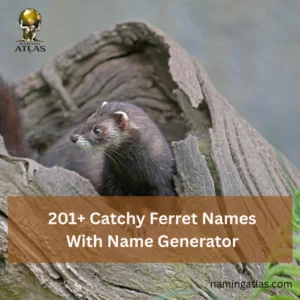 Catchy Ferret Names With Name Generator