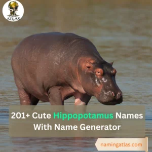 Cute Hippopotamus Names With Name Generator