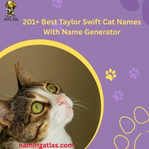 Best Taylor Swift Cat Names With Name Generator