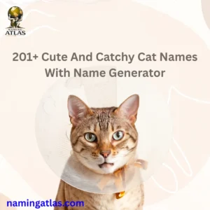 Cute And Catchy Cat Names With Name Generator