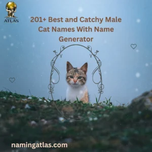 Best and Catchy Male Cat Names With Name Generator
