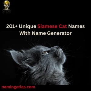 Unique Siamese Cat Names With Name Generator