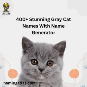 Stunning Gray Cat Names With Name Generator